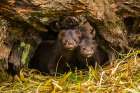 Minnesota-mink in log-captive Art Print